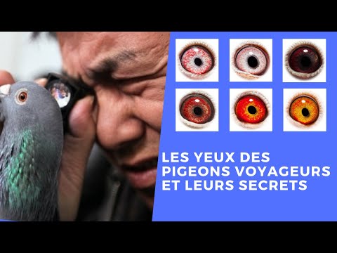 Vidéo: Combien y avait-il de pigeons voyageurs ?