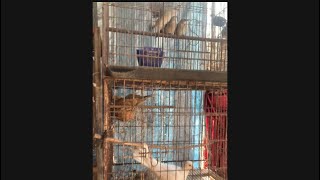 Beli Anakan Burung Murah Suara Merdu || Pang Kuala Ngubuh Kedis