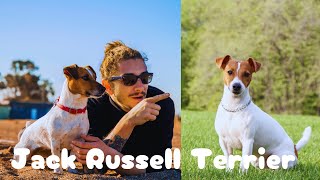 Características del Jack Russell Terrier by Mundo Animal 49 views 2 months ago 2 minutes, 4 seconds