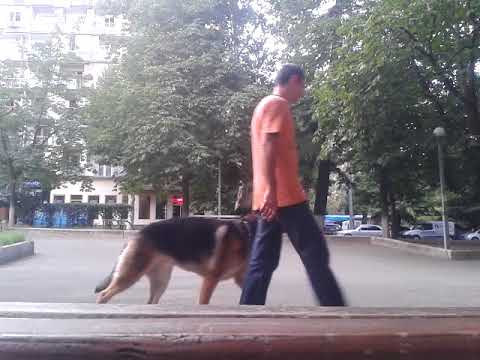 სასწავლო პროცესი.  გაწრთვნილი ძაღლი პატრონის კომფორტია! ჩვენ ვმუშაობთ თქვენი კომფორტისთვის!