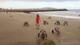 Disabled Dogs Visit Beach For First Time