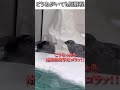 動物のおもしろ動画にツッコミどころ満載なアフレコしてみた#506【射程】【ハプニング映像】#shorts #アフレコ #面白動画
