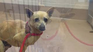 Little Tiny Shelter dog RC Cola Needs a Lifeline! He is about 5 years old by loveglacier1 372 views 1 month ago 1 minute, 16 seconds