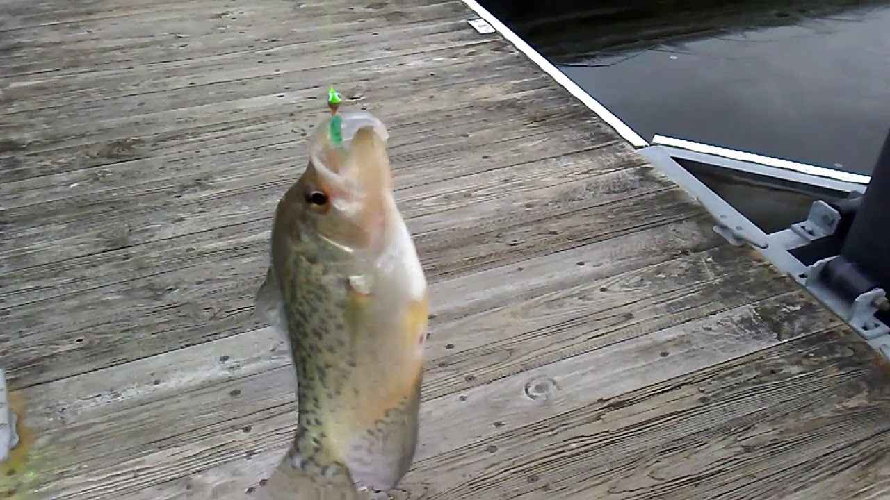 New Bait Test. Nice Pymatuning Crappie YouTube