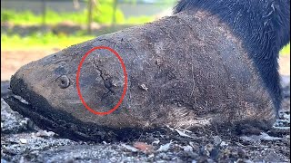 The Terrible deformed donkey hoof, there is still blood in the hoof!