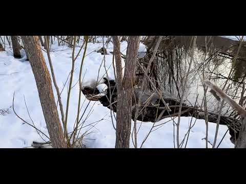 Бобр.Жизнь бобра.