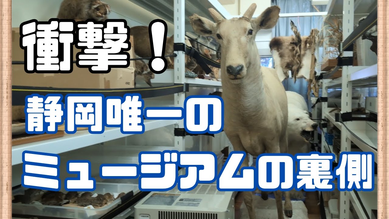 貴重映像】日本平動物園の元レジェンド獣医が案内！剥製制作＆動物保存