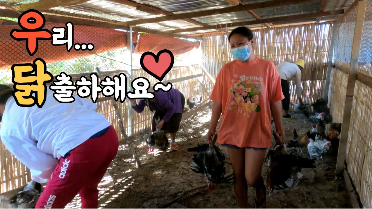 [한끼네#23] 병아리가 어느새 닭이 되어 출가합니다 | 라오스 한끼네 양계장 프로젝트 첫출하