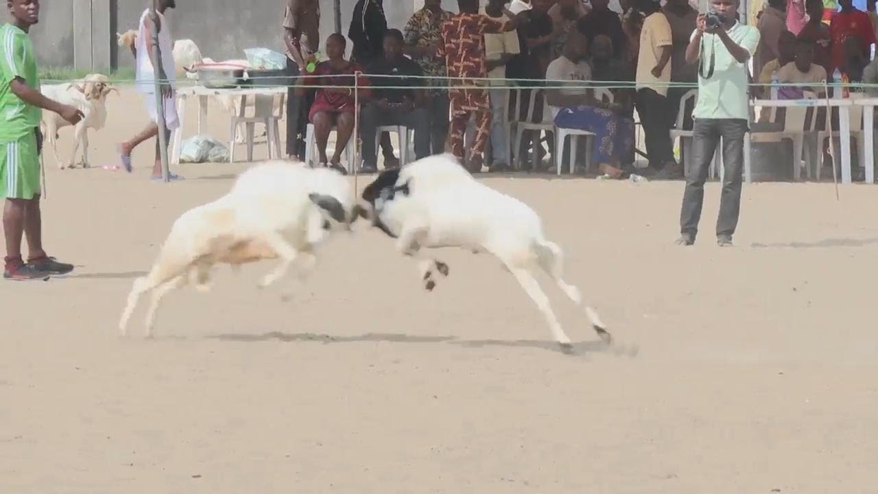 Ram fighting faces opposition in Nigeria