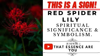 'Red Spider Lily' Significance and Symbolism in Spirituality | Symbolism of Flowers.