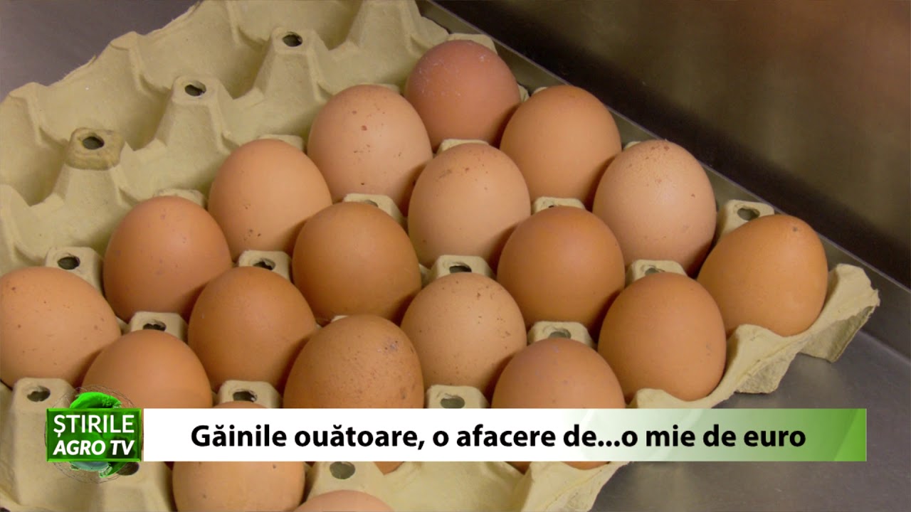 VIDEO Găinile ouătoare - o afacere de 1.000 EURO/lună 1 VIDEO Găinile ouătoare - o afacere de 1.000 EURO/lună YouTube player