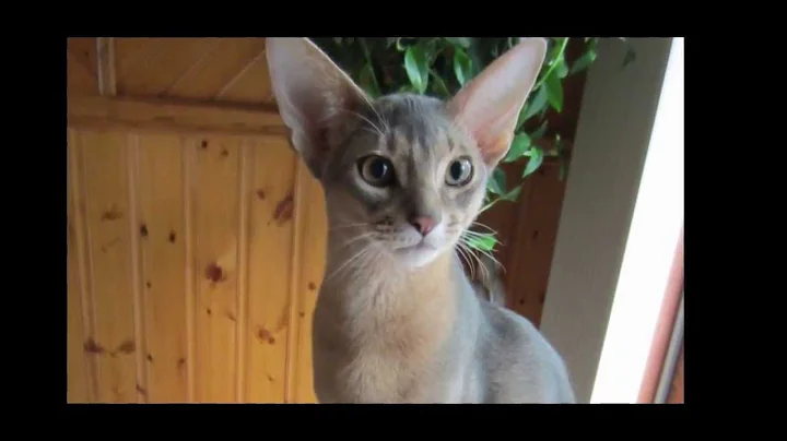 Watch the video about Dexter the Blue Abyssinian cat dragging his blanket