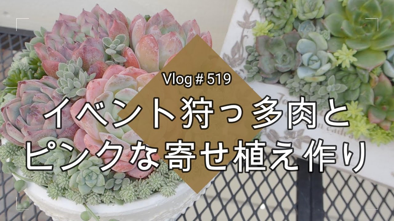 【Vlog519】【多肉植物】イベント狩っ多肉とピンクな寄せ植え作り【多肉寄せ植え】【多肉狩り】