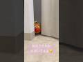 《あれ?だれかのぞいてるよ!みんなだれだかわかる⁇》 #アンパンマン #www #あんぱんまん #anpanman #shots #アンパンマンおもちゃ #知育 #japan #shorts #子供