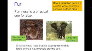 Animals and Scale, Part 2