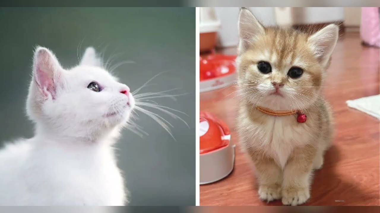 Most Amazing Kittens Video | Funny Animals Network