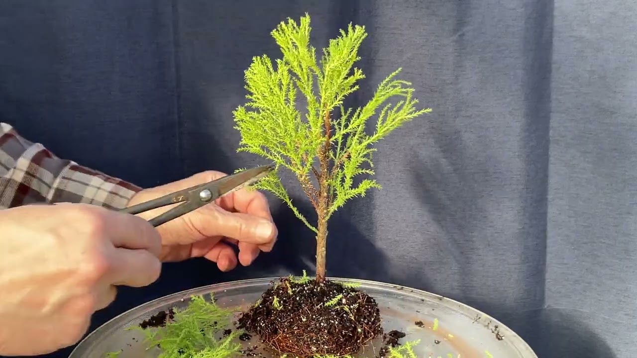 I’m Compelled to Try a Lemon Cypress.  15-Dec-2024