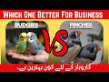 Budgies And Zebra Finches Comparison | which One Is better For Business in 2025| Fly Factz