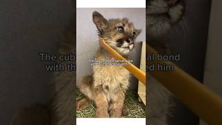 Man rescues mountain lion cub