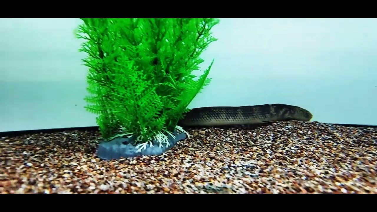 Mokele-Mbembe Bichir (Polypterus mokolembembe) - Aqua Imports