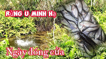 U Minh Hạ ngày cuối đóng cửa || Câu cá thác lác rừng U Minh ( tập  139) @huukhuynhkiengiang