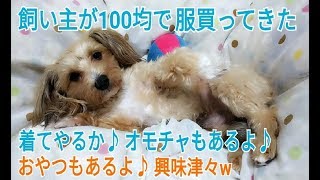 【ペット】100均ペット服(300円商品)＆ペットオモチャ☆チワプーに着せて遊ばせてみた【愛犬】