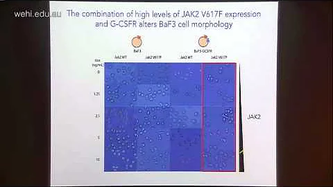 Varghese L (2014): The activation & inhibition of JAK2 in proliferative blood disorders