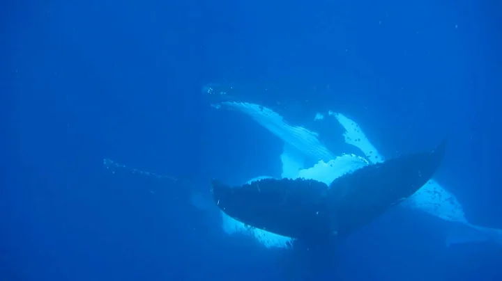 Swimming with the Humpbacks 2016