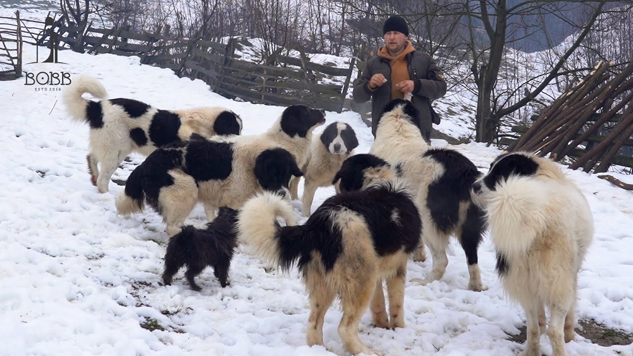 12 câini ciobǎnești de BUCOVINA masivi |  Oaie cu UJER mare | Miei brezi frumoși | Marius Sigartǎu
