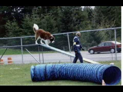 SAINT BERNARD HENNESSY IN AGILITY