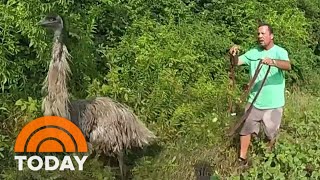 Emu named Big Bird captured after escaping pen in Ohio