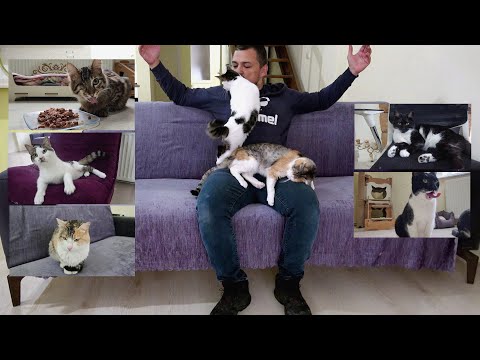 Βίντεο: Θυμούνται οι μητέρες γάτες τα γατάκια τους;