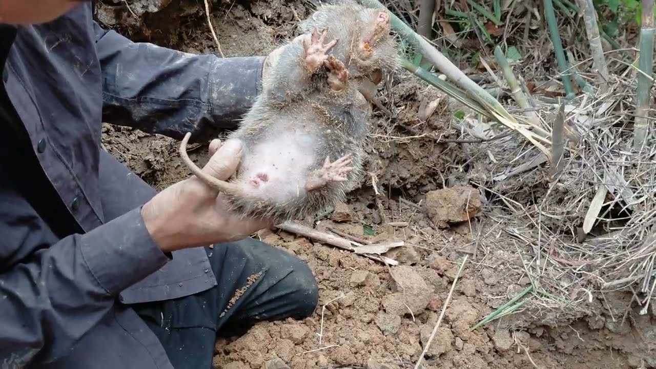 Ống nhòm soi ong mà toàn thấy dúi rừng #thichdirung