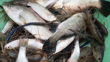 TRÚNG ĐẬM Ổ CÁ CHẺM  TÔM CÀNG XANH XIỆC ĐÃ TAI LUÔN @*@@TÙNG NHÀ BÈ 