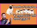 Benefits of having Pug || Pug in Nepal || के तपाईहरु PUG पाल्ने सोचमा हुनुहुन्छ ?