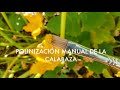 Polinización Manual de la Calabaza y el Invernadero Nuevo