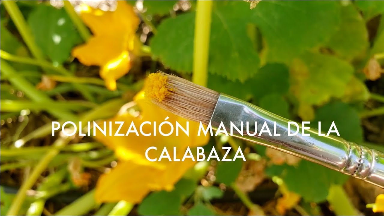 Polinización Manual de la Calabaza y el Invernadero Nuevo