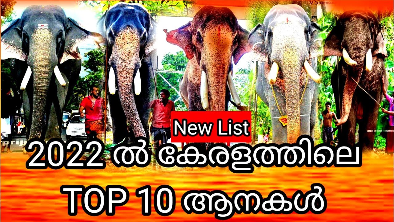 കേരളത്തിലെ പ്രശസ്തരായ 10 ആനകൾ | Top 10 elephants in kerala 2022 | Aanakathakal |