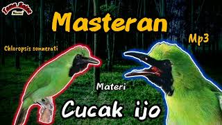 🔴Masteran Cucak Ijo ‼️Burung Cucak Ijo Gacor | Materi Full Tembakan Kasar | Mp3 screenshot 2