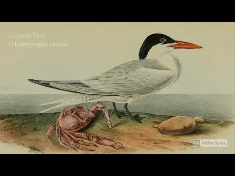 Video: Eerste Editie Van John James Audubon's Birds Of America-boek Verkocht Voor $ 9,65 Miljoen