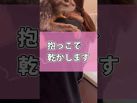 お風呂を頑張る猫さん #shorts #猫 #アビシニアン