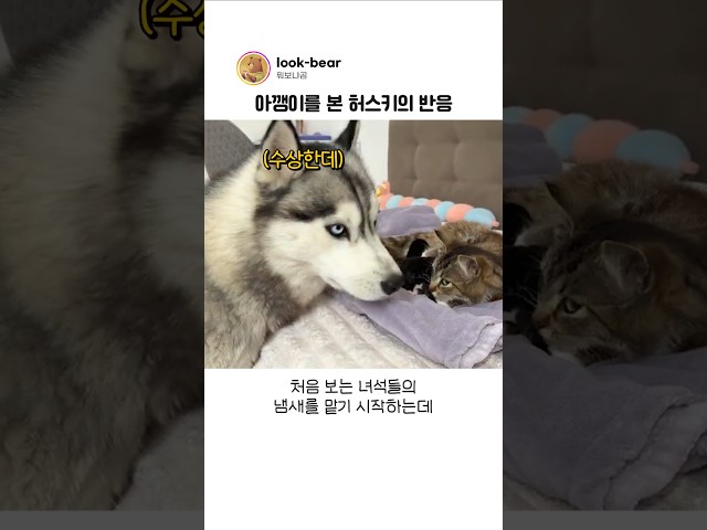아깽이를 처음 만난 허스키의 놀라운 행동
