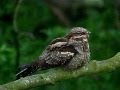 Nightjar singing in daylight