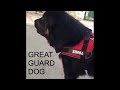 Before You Buy A Tibetan Mastiff....Watch This!!!