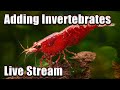 Live  switch it up adding invertebrates to your fish tank