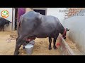 👍Live Milking👍 Super #First #Timer Murrah (4Teeth) Village Sisar, Hisar 👍