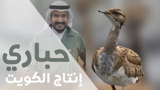 إنتاج طائر الحبارى في الكويت