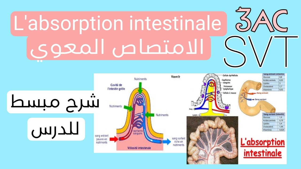 l'absorption intestinale الامتصاص المعوي