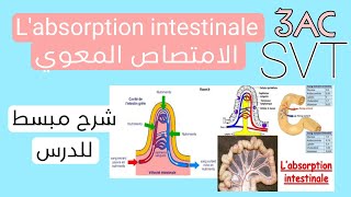 l'absorption intestinale الامتصاص المعوي