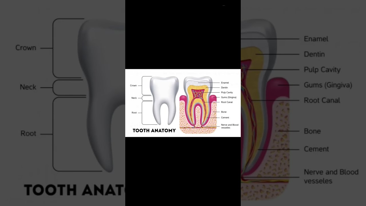 About Your Teeth Tooth Structure Anatomy Of